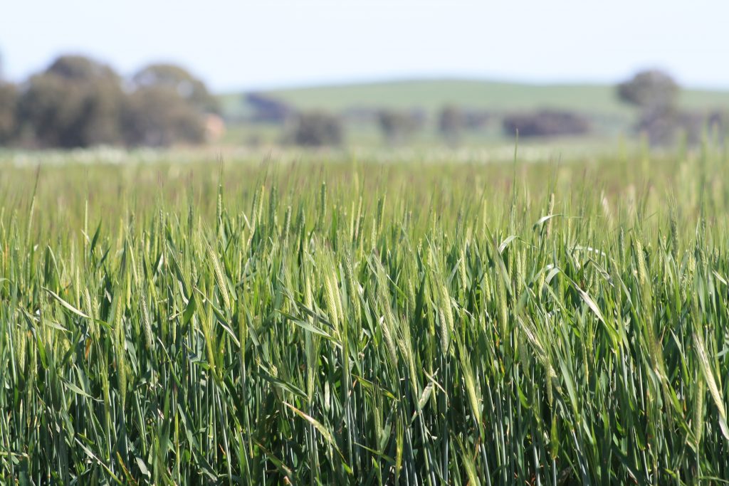 GRDC Farm Business Update, Dubbo NSW ORM