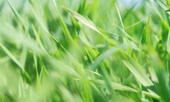 GRDC Grains Research Update, Campbell Town, TAS