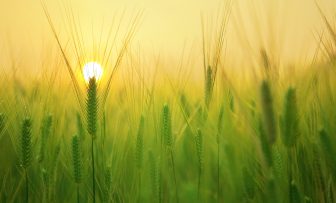 GRDC Grains Research Update, Jamestown SA