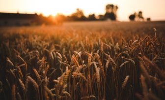 GRDC Grains Research Update, Manangatang VIC