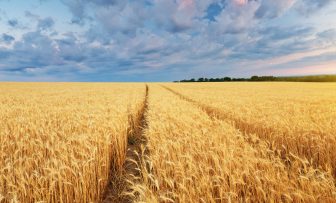 GRDC Grains Research Update, Maitland SA