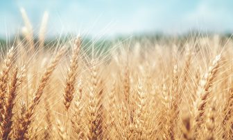 GRDC Grains Research Update, Loxton SA
