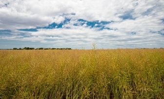 GRDC Grains Research Update, Wudinna SA