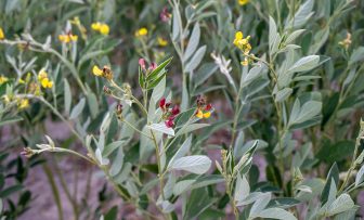 GRDC Grains Research Update, online – Pigeon Pea: is it a viable pulse alternative for northern growers?