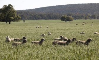 GRDC Grains Research Update, online – Profitable and effective grazing of crops
