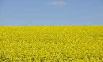 GRDC Farm Business Update, online – ISCC Canola – selling for the price premium and understanding the program requirements
