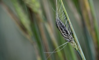 GRDC Grains Research Update, online – the importance of clean seed – a barley loose smut and wheat flag smut update