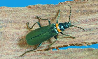 GRDC Grains Research Update, online – Beneficial insects and resistance: making smarter spray decisions