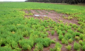 Grains Research Update, online – Managing waterlogging risk: insights from recent research