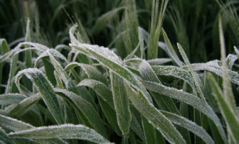 GRDC Grains Research Update, online – Pinpointing frost damage across your paddocks