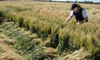 GRDC Grains Research Update, online – Harvesting lodged crops